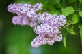 Syringa