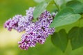 Syringa Royalty Free Stock Photo