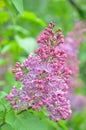 Syringa lilac flowers