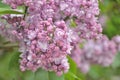 Syringa lilac flowers