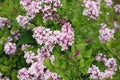 Syringa meyeri Palibin Korean lilac Royalty Free Stock Photo