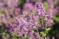 Syringa meyeri, Palibin lilac flowers closeup selective focus Royalty Free Stock Photo