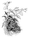 Syringa Persica vintage illustration