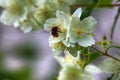 Syringa, Philadelphus - is luxurious virgin fragrant flower Royalty Free Stock Photo