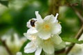 Syringa, Philadelphus - is luxurious virgin fragrant flower Royalty Free Stock Photo