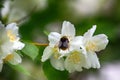 Syringa, Philadelphus - is luxurious virgin fragrant flower Royalty Free Stock Photo