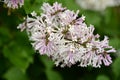 Miss Kim Dwarf Lilac flower