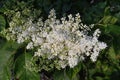 Syringa Reticulata Japanese Tree Lilac flowers and buds horizontal Royalty Free Stock Photo