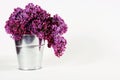 Syringa vulgaris Royalty Free Stock Photo