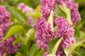 Syringa vulgaris, branch of lilac flowers Royalty Free Stock Photo