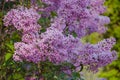 Syringa vulgaris, common lilac branch - close up Royalty Free Stock Photo