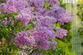 Syringa vulgaris, common lilac branch - close up Royalty Free Stock Photo