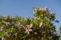 Syringa vulgaris, common lilac bushes against blue sky Royalty Free Stock Photo