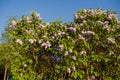 Syringa vulgaris, common lilac bushes against blue sky Royalty Free Stock Photo