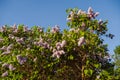 Syringa vulgaris, common lilac bushes against blue sky Royalty Free Stock Photo