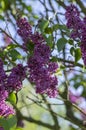 Syringa vulgaris flowering plant in the olive family oleaceae, deciduous shrub with group of dark violet purple flowers Royalty Free Stock Photo