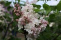 Syringa vulgaris \'krasavitsa moskvy\' (Lilac)