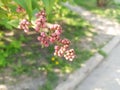 Syringa vulgaris, the lilac or common lilac, is a species of flowering plant in the olive family Oleaceae Royalty Free Stock Photo