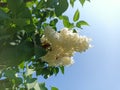 Syringa vulgaris, the lilac or common lilac, is a species of flowering plant in the olive family Oleaceae Royalty Free Stock Photo