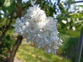 Syringa vulgaris, the lilac or common lilac, is a species of flowering plant in the olive family Oleaceae Royalty Free Stock Photo