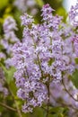 Syringa vulgaris is a species of flowering plant in the olive family Oleaceae Royalty Free Stock Photo