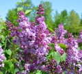 Syringa vulgaris lilac or common lilac Royalty Free Stock Photo
