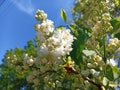 Syringa vulgaris, the lilac or common lilac, is a species of flowering plant in the olive family Oleaceae Royalty Free Stock Photo