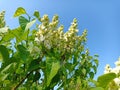 Syringa vulgaris, the lilac or common lilac, is a species of flowering plant in the olive family Oleaceae Royalty Free Stock Photo