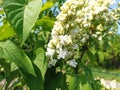 Syringa vulgaris, the lilac or common lilac, is a species of flowering plant in the olive family Oleaceae Royalty Free Stock Photo