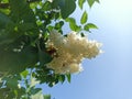 Syringa vulgaris, the lilac or common lilac, is a species of flowering plant in the olive family Oleaceae Royalty Free Stock Photo