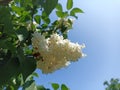 Syringa vulgaris, the lilac or common lilac, is a species of flowering plant in the olive family Oleaceae Royalty Free Stock Photo