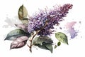 Syringa vulgaris, lilac flower in bloom. Watercolour illustration. Generative Ai.