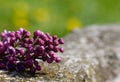 Syringa vulgaris lilac Royalty Free Stock Photo