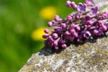 Syringa vulgaris lilac Royalty Free Stock Photo