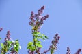 Syringa vulgaris, lilac flower in the garden against the blue sky Royalty Free Stock Photo