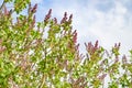 Syringa vulgaris, lilac flower with many blooms in the garden Royalty Free Stock Photo