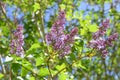 Syringa vulgaris, lilac flower in the garden against the blue sky Royalty Free Stock Photo