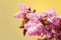 Syringa vulgaris, Lilac. Light pink lilac flower on abstract background Royalty Free Stock Photo