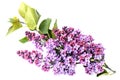 Syringa vulgaris, Lilac. Purple lilac flower on white background Royalty Free Stock Photo