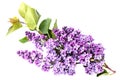 Syringa vulgaris, Lilac. Purple lilac flower on white background