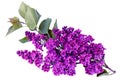 Syringa vulgaris, Lilac. Purple lilac flower on white background Royalty Free Stock Photo