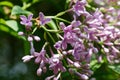 Syringa vulgaris lilac Royalty Free Stock Photo