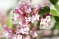 Syringa vulgaris macro flower family oleaceae background high quality print