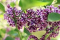 A close photo of vibrant purplish red flowers with a white edge