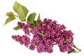 Syringa vulgaris, Spring Lilac flower on white background Royalty Free Stock Photo