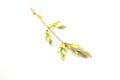 Syringa vulgaris syren leaves Royalty Free Stock Photo