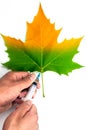 Syringe in hands on a half green leaf