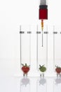 Syringe injecting red and green tomatoes in test tubes