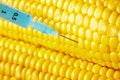 Syringe threaded in corn crop Royalty Free Stock Photo