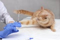 A cat attacking a veterinarian. A syringe in the vet`s hand and a ginger cat who doesn`t want to get vaccinated